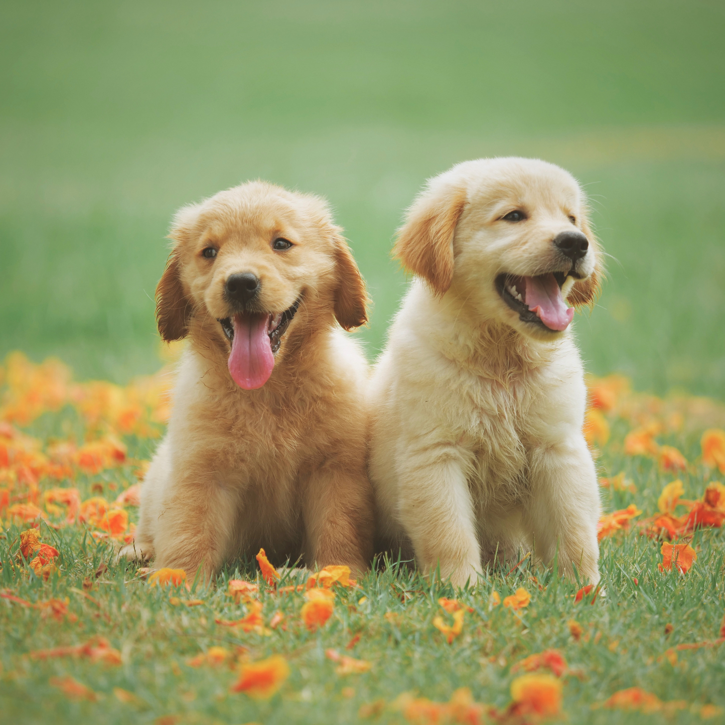 SOLO PERROS (NO HUMANOS)