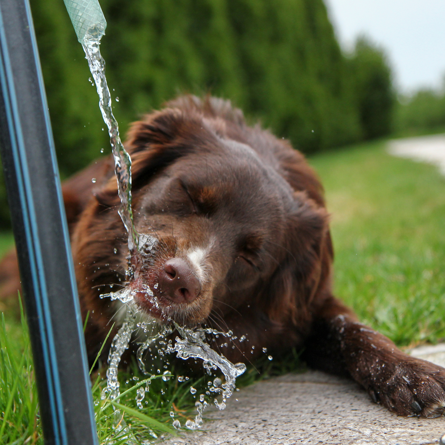 PLATO DE SILICONA RETRÁCTIL