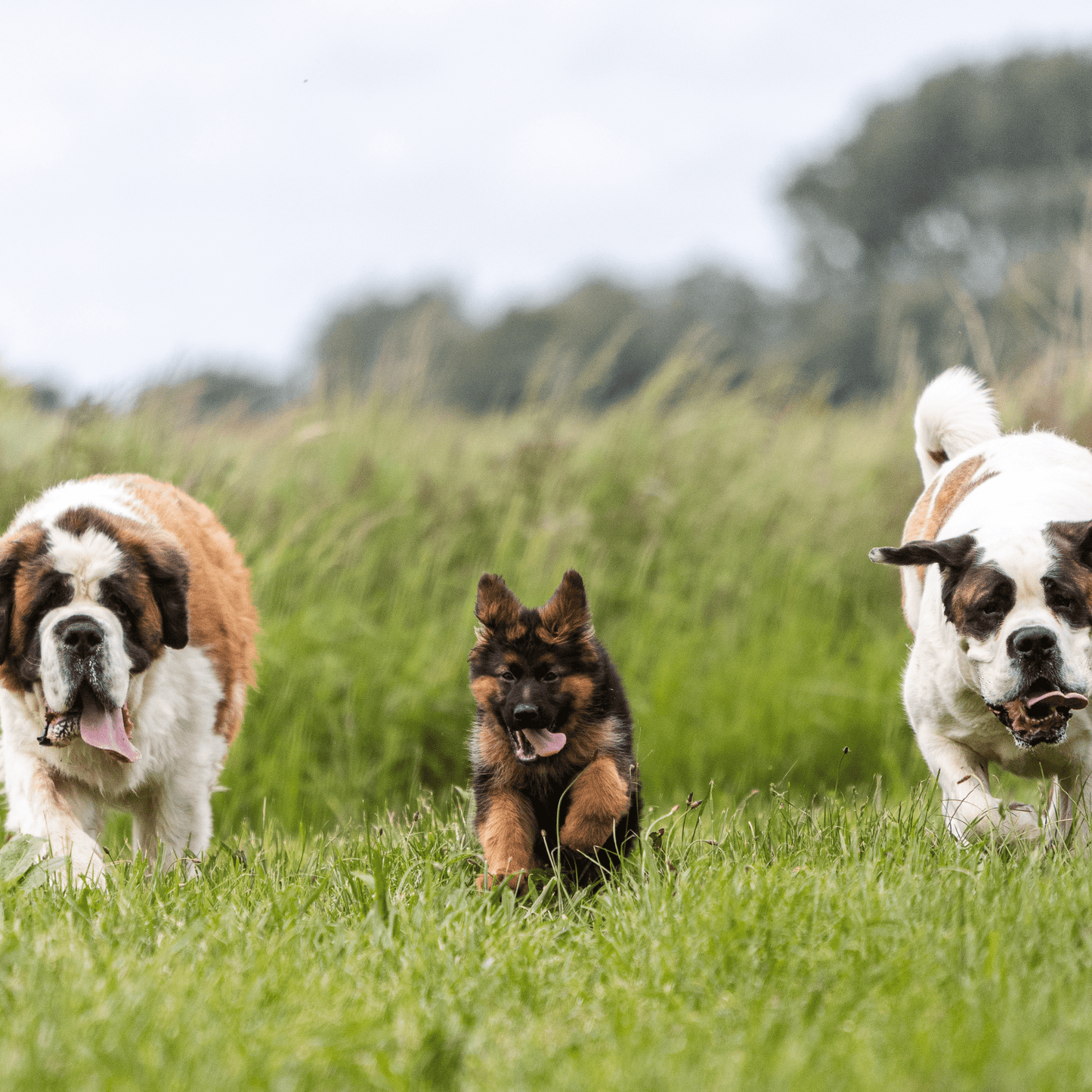 KAMBÚ OM PACK 4