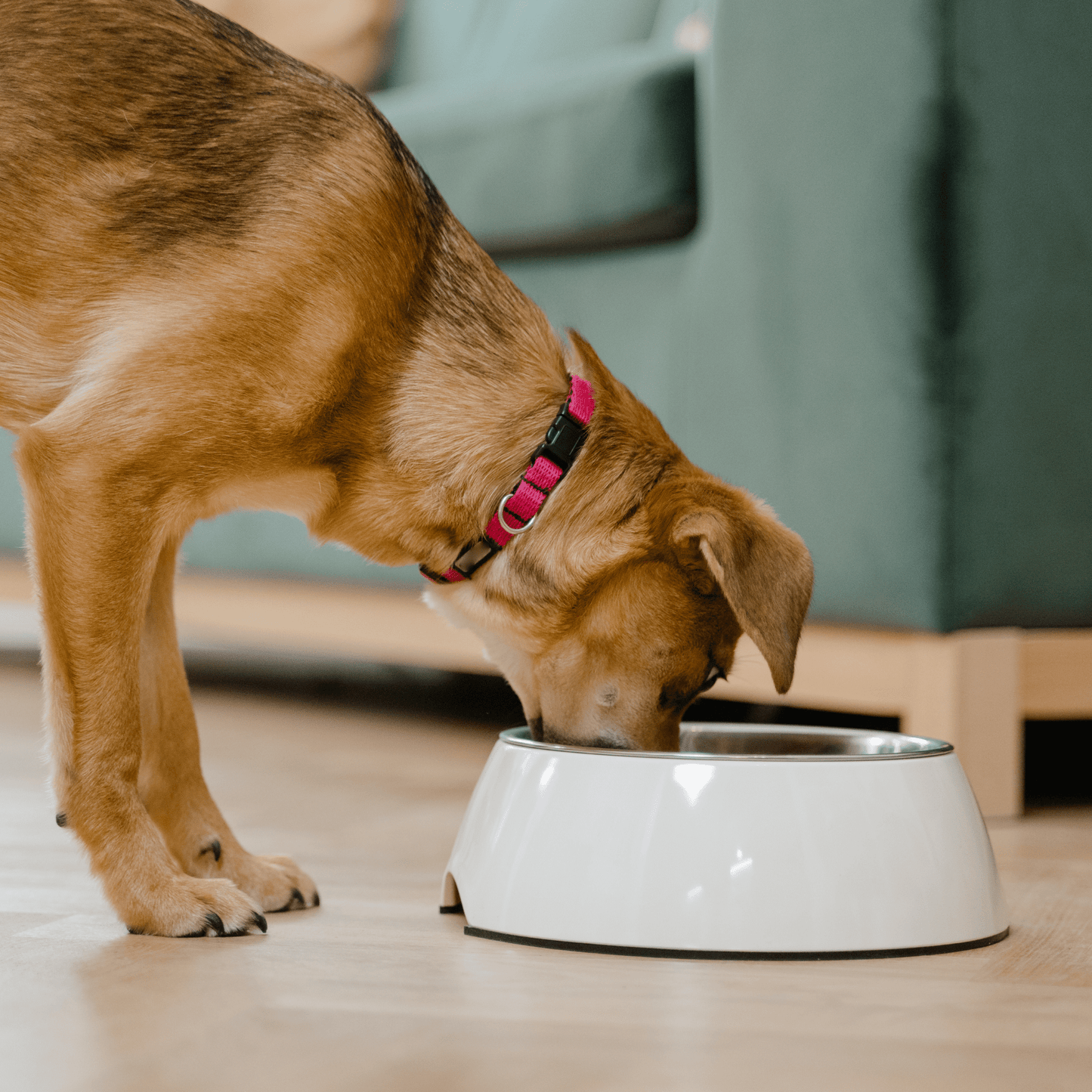 NO ALIMENTAR, ALERGIA ALIMENTARIA