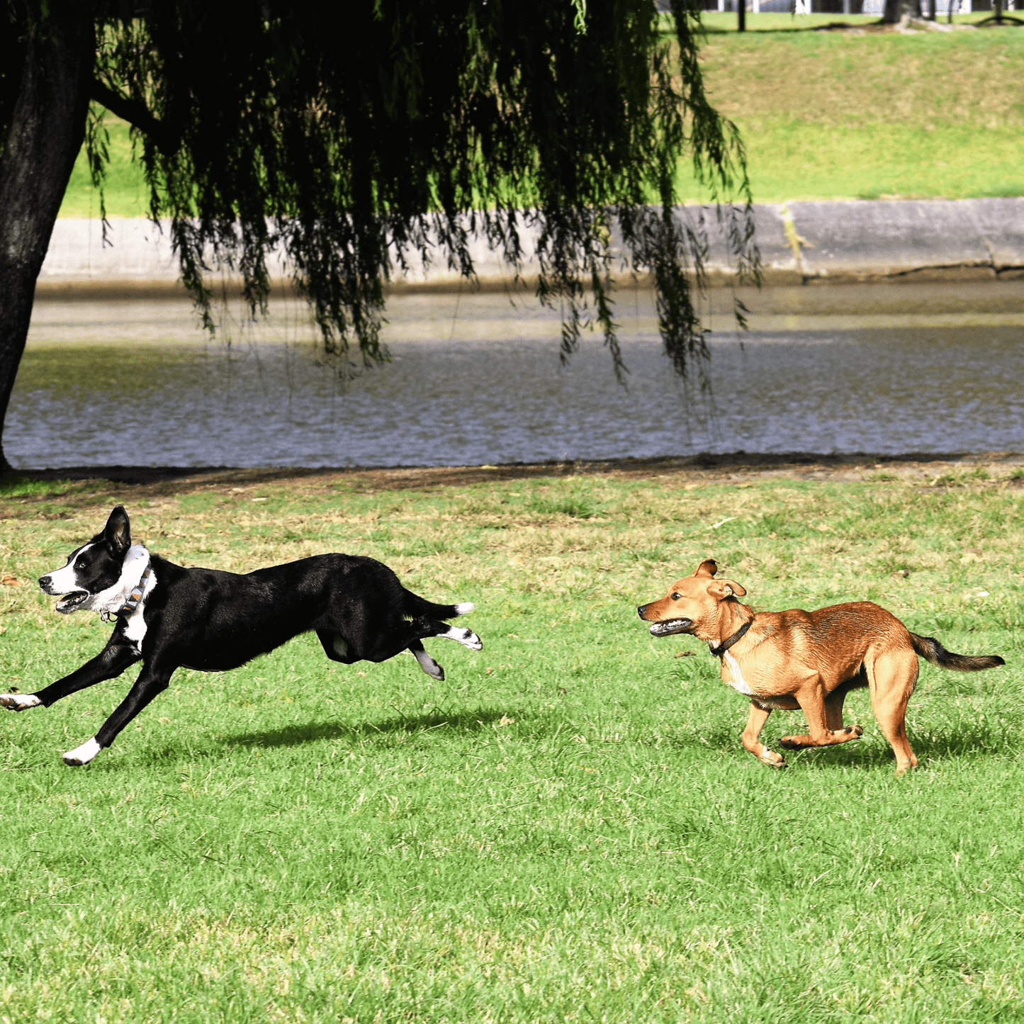 LOS 4 FANTÁSTICOS KAMBÚ