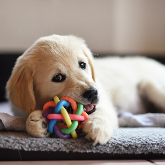 Los Mejores Juguetes para Perros con Ansiedad por Separación