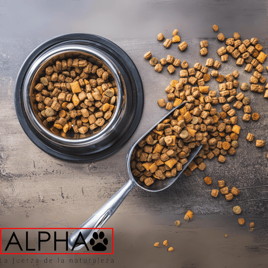 Cómo Elegir el Mejor Alimento para tu Perro Según su Raza y Edad