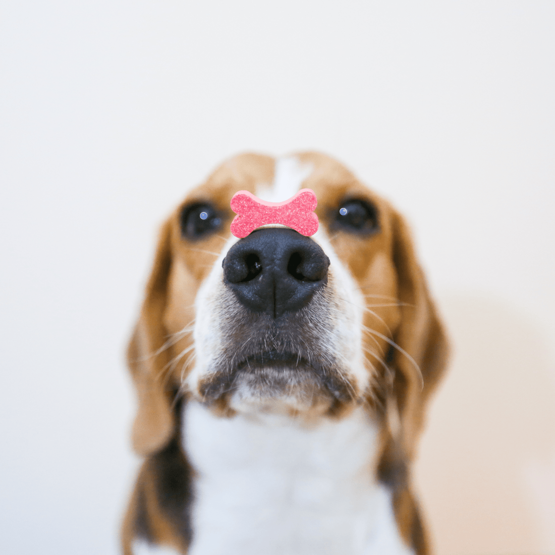 Los Beneficios de los Snacks Naturales para Perros y Cómo Elegir los Mejores Accesorios para tu Mascota