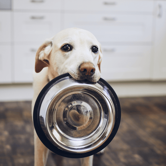 Nuevas Tendencias en Alimentación para Mascotas