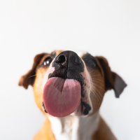 LICKI MAT GRANDE