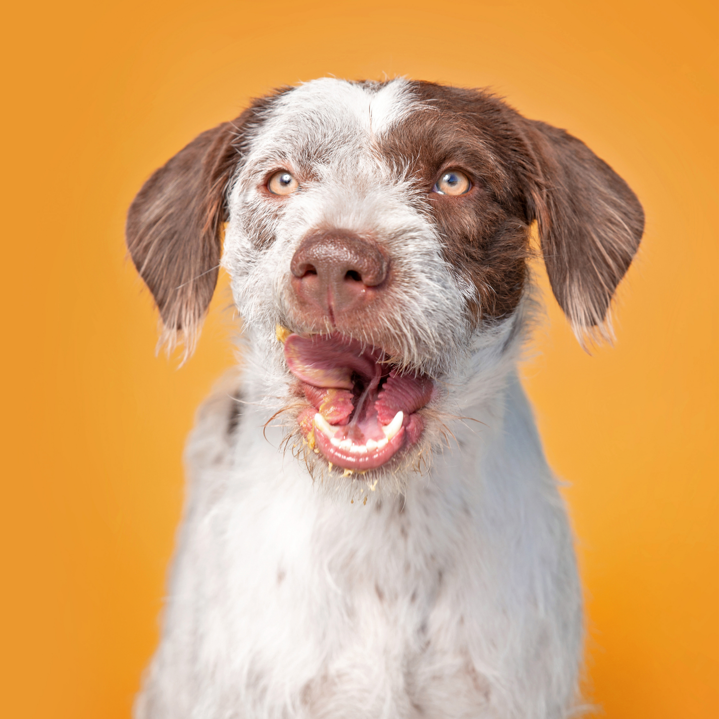 LICKI MAT HUESO GRANDE