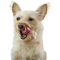 LICKI MAT PLATO 4 PARTES