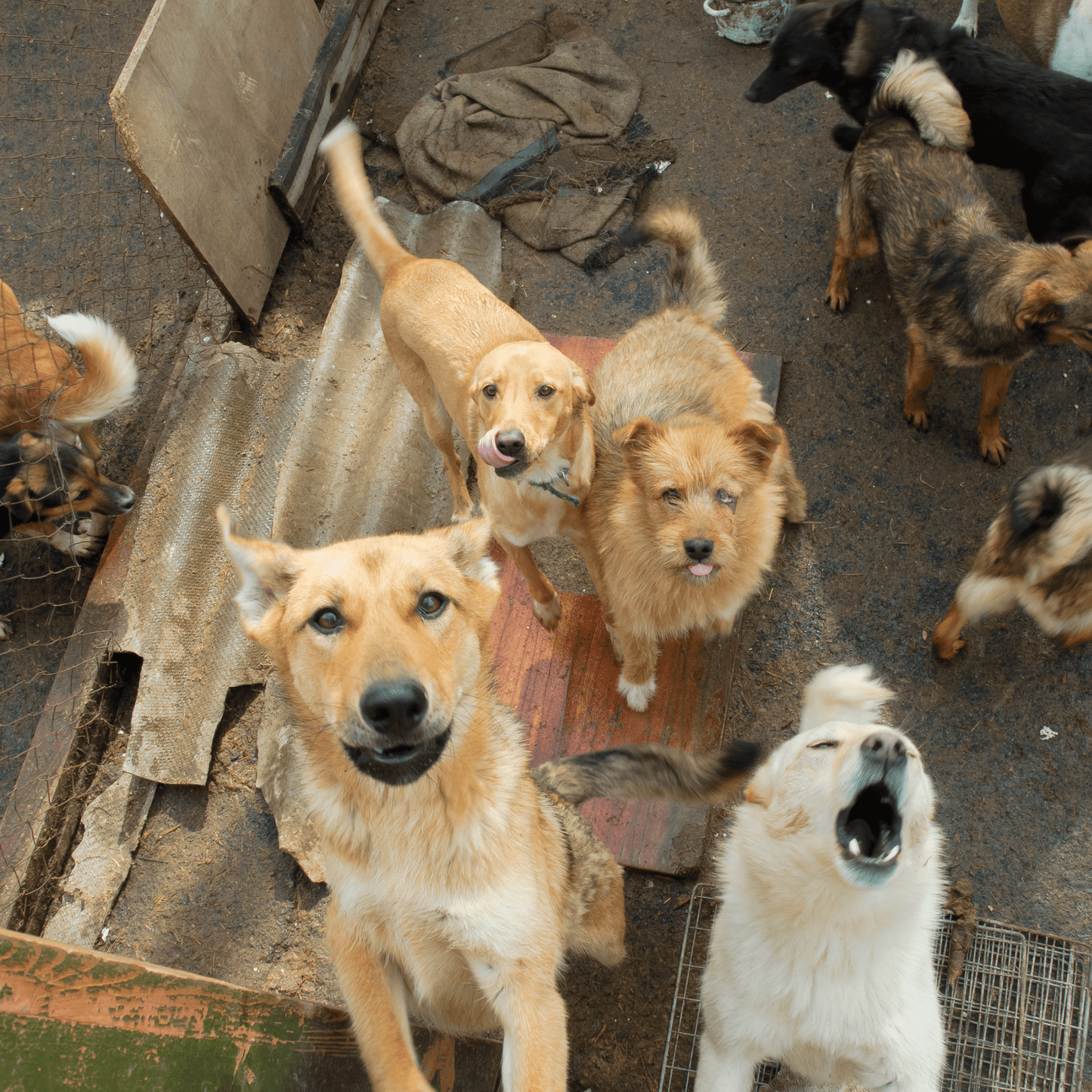 ADOPTA, NO COMPRES