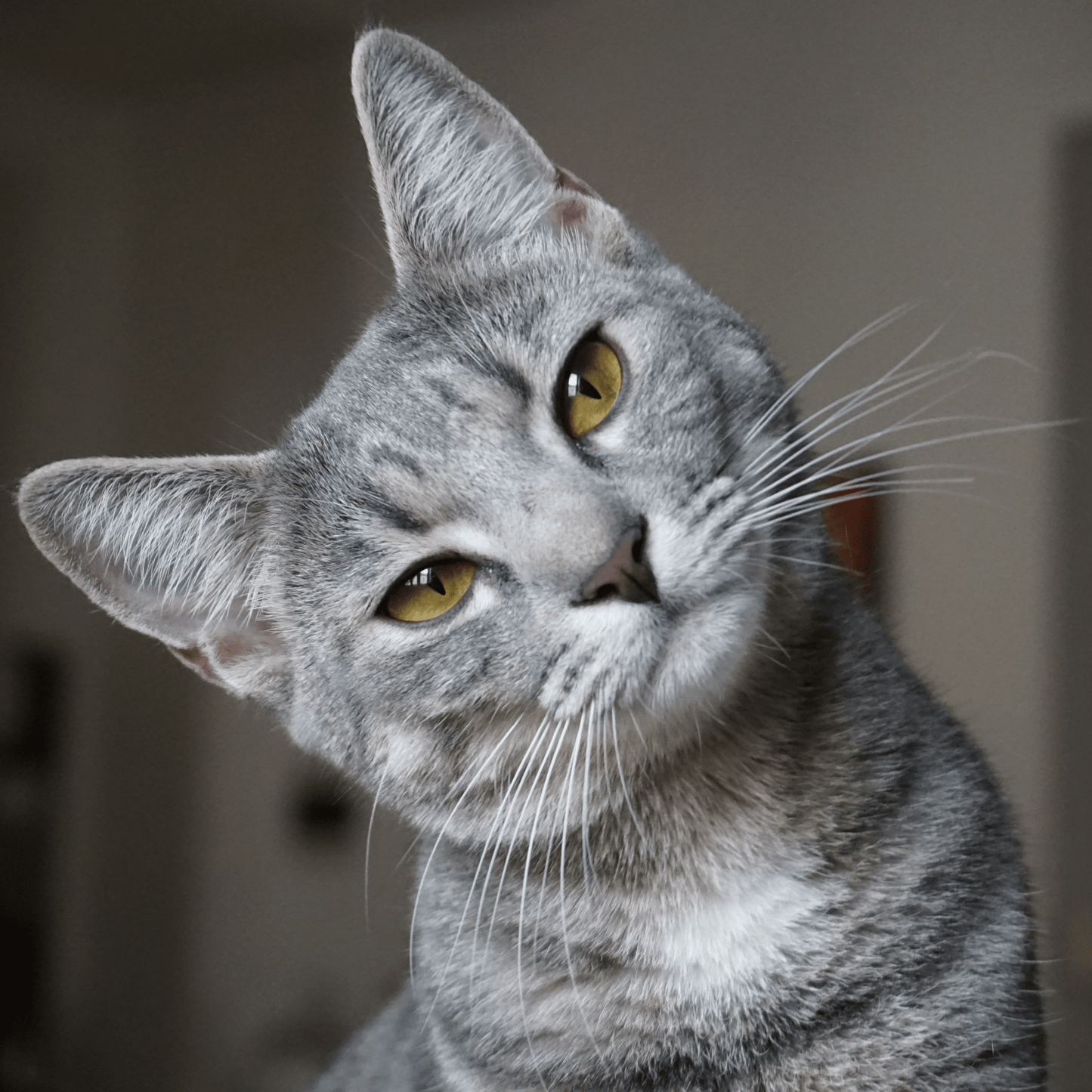 NO GATOS