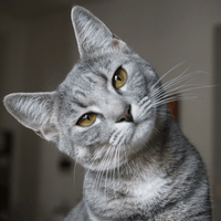 NO GATOS
