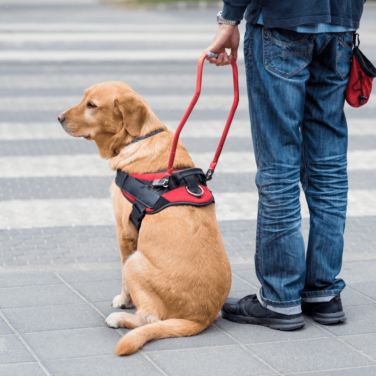 NO TOCAR, PERRO DE ASISTENCIA